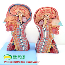 MUSCLE07 (12030) Kopf und Hals mit Gefäßen, Nerven und Gehirn (medizinisches Modell, anatomisches Modell) 12030
